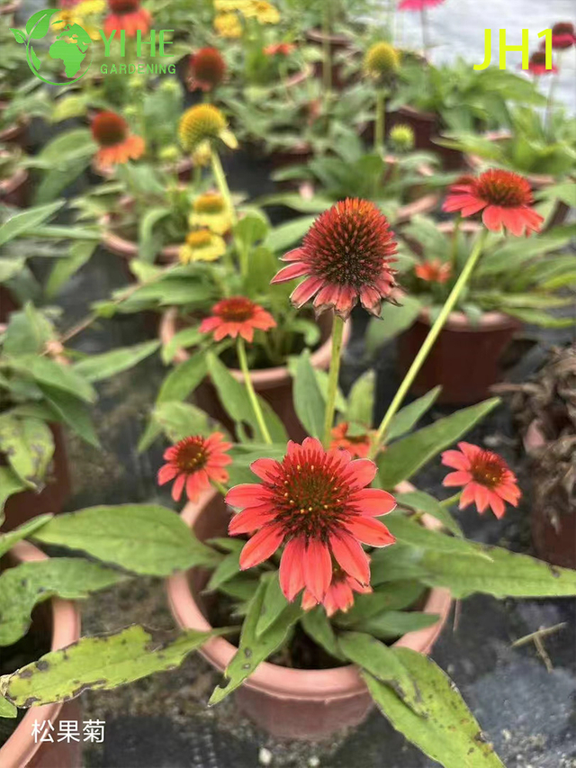 Wholesale Chrysanthemum Potted Plants for Indoor Outdoor Seasonal Floral Decor
