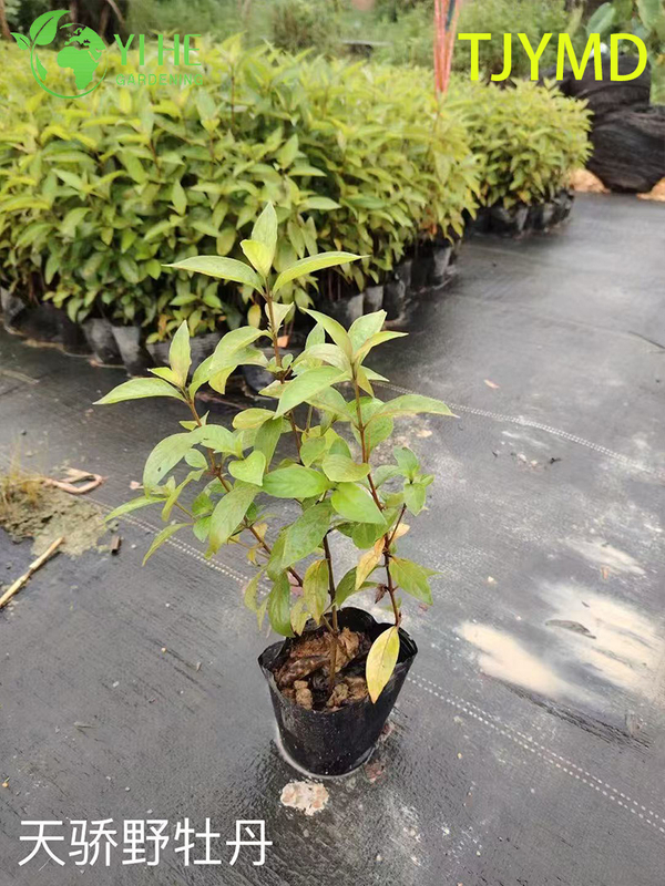 Wholesale Tibouchina 'Tianjiao' Potted Plants for Outdoor Tropical Purple Flower Decor