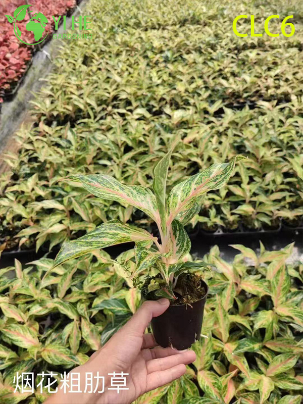 Wholesale Aglaonema Plants - Indoor Tropical Foliage for Home Office Decoration
