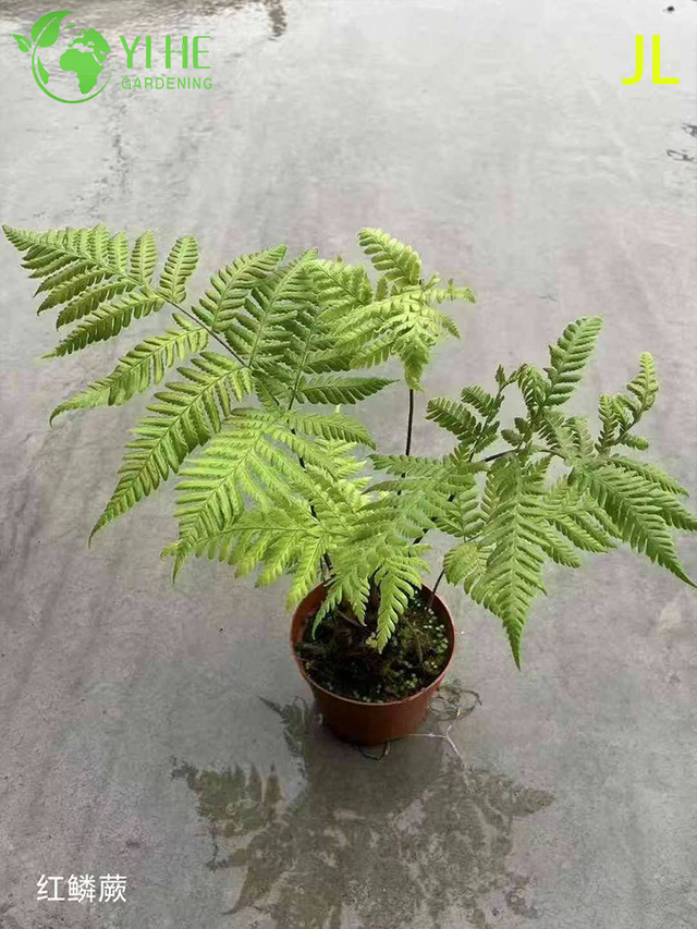 Wholesale Fern Potted Plants for Indoor Outdoor Shade Garden Foliage Decor