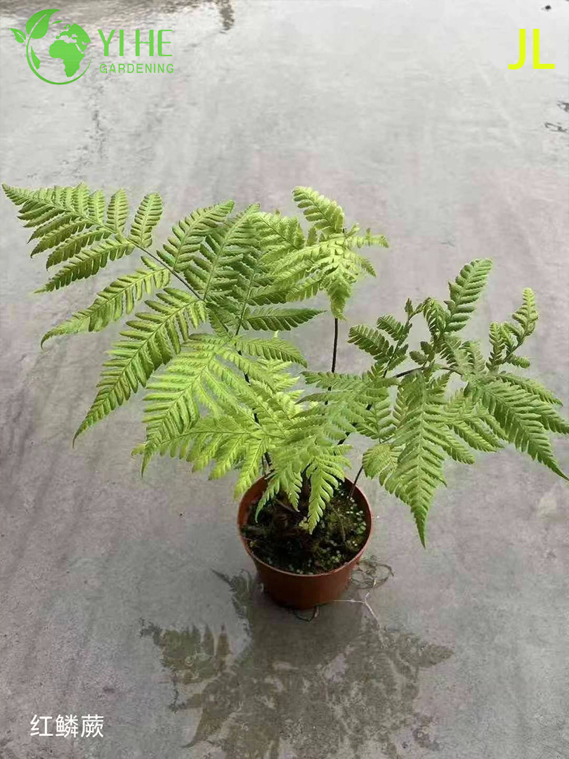 Wholesale Fern Potted Plants for Indoor Outdoor Shade Garden Foliage Decor