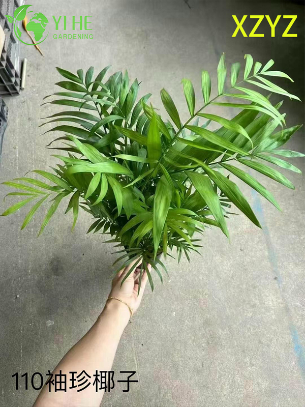 Wholesale Chamaedorea Elegans Potted Plants for Indoor Compact Tropical Foliage Decor