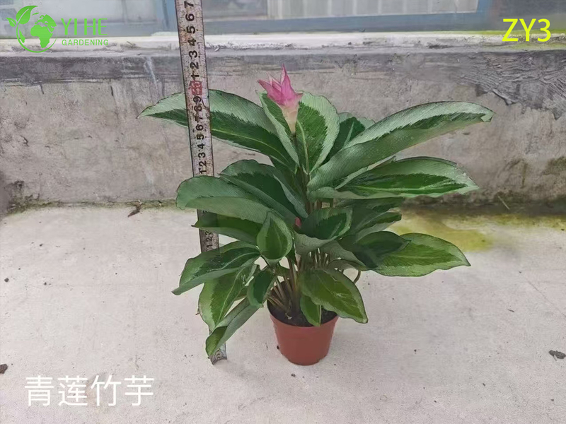 Exotic Calathea Plants for Wholesale - Tropical Foliage Houseplant & Garden Decor