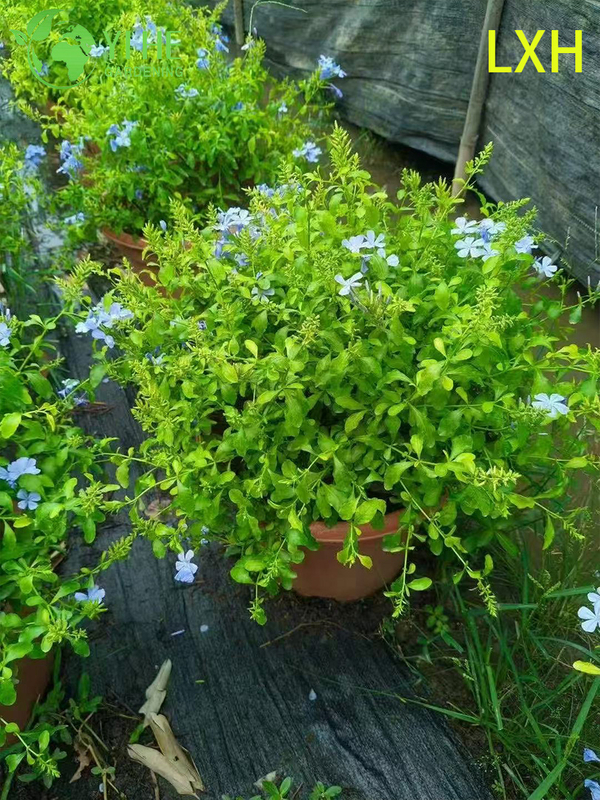 Wholesale Plumbago Auriculata Potted Plants for Outdoor Tropical Blue Flower Decor