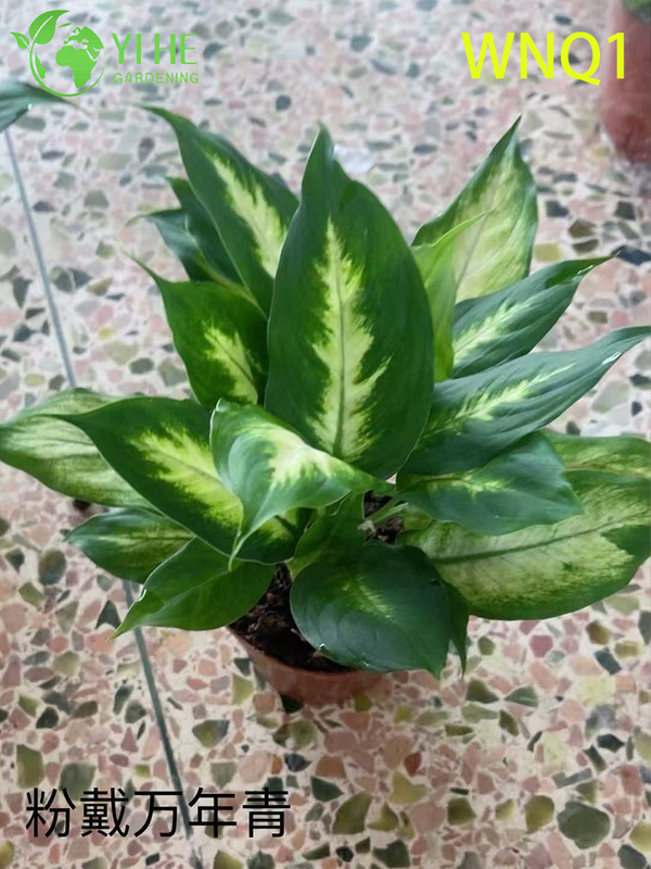 Wholesale Aglaonema Potted Plants for Indoor Evergreen Air-Purifying Decor