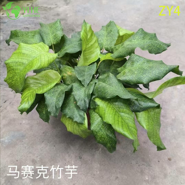 Wholesale Tropical Calathea Plants for Indoor Decoration & Commercial Landscaping