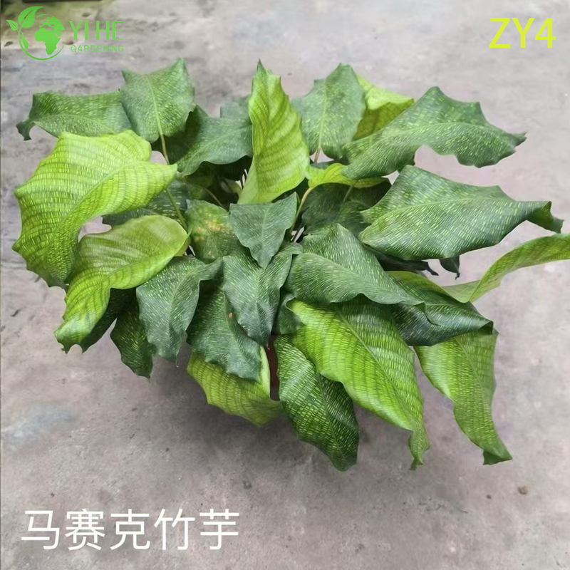 Wholesale Tropical Calathea Plants for Indoor Decoration & Commercial Landscaping