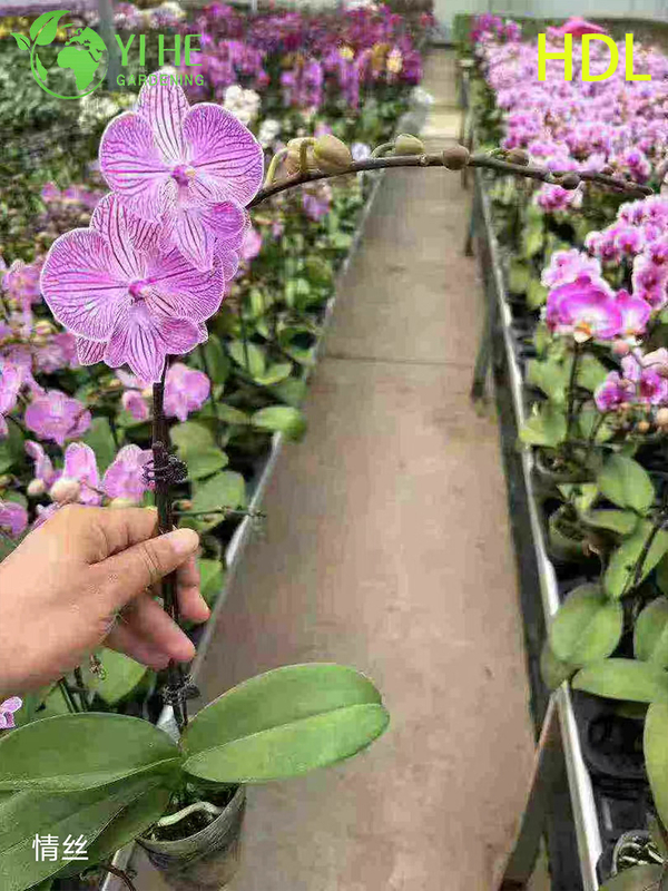 Wholesale Phalaenopsis Orchid Potted Plants for Indoor Floral Decoration & Gifting