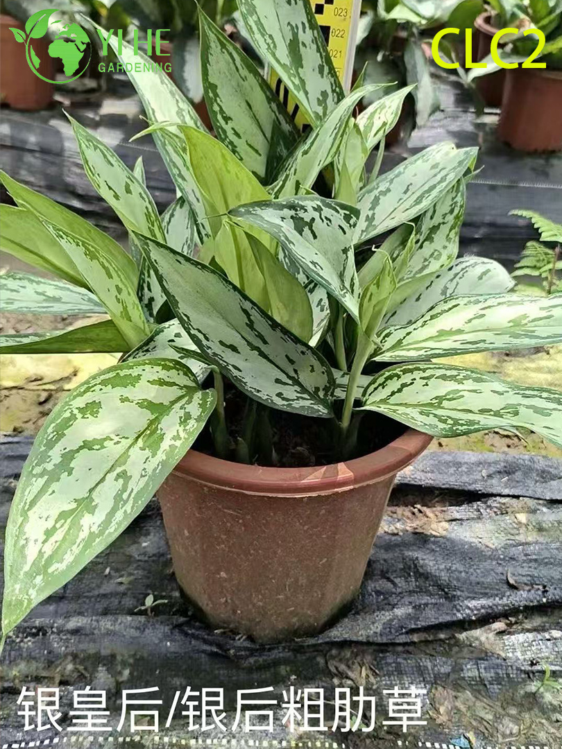 High-Quality Variegated Aglaonema Plants for Wholesale Export