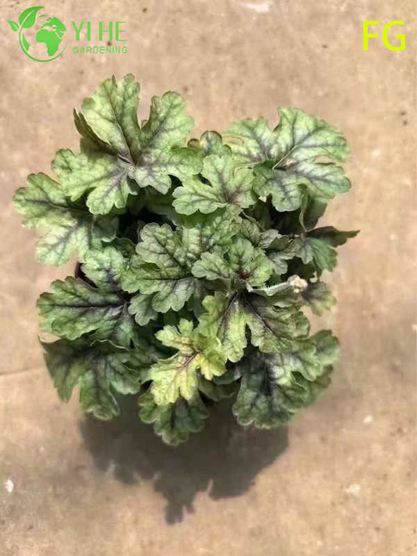 Wholesale Heuchera Potted Plants for Outdoor Shade Garden Colorful Foliage