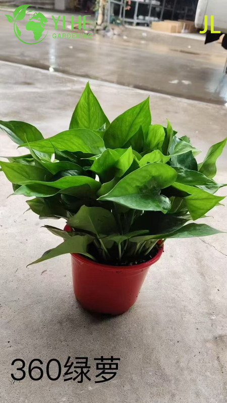Wholesale Epipremnum Aureum Potted Plants for Indoor Hanging Air-Purifying Decor