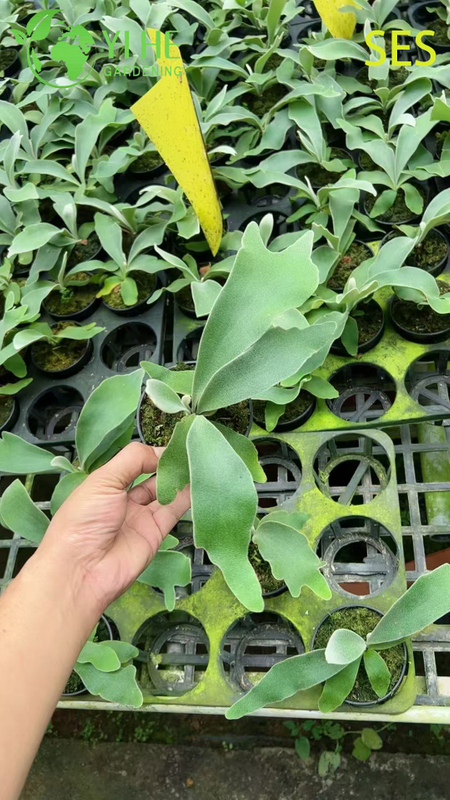 Wholesale Philodendron 'Celsos' Potted Plants for Indoor Tropical Foliage Decor
