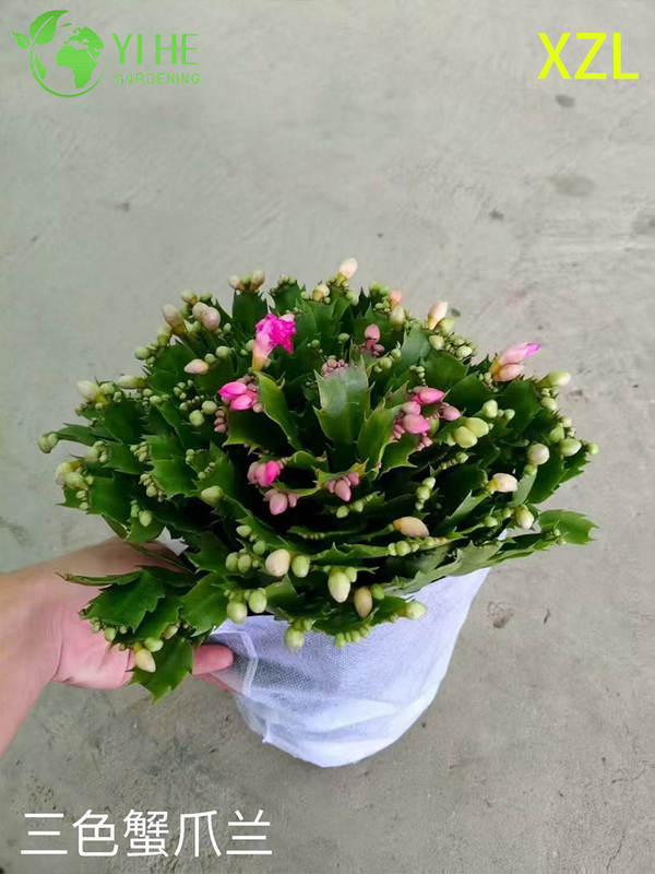 Wholesale Schlumbergera truncata Potted Plants for Indoor Holiday Flowering Decor