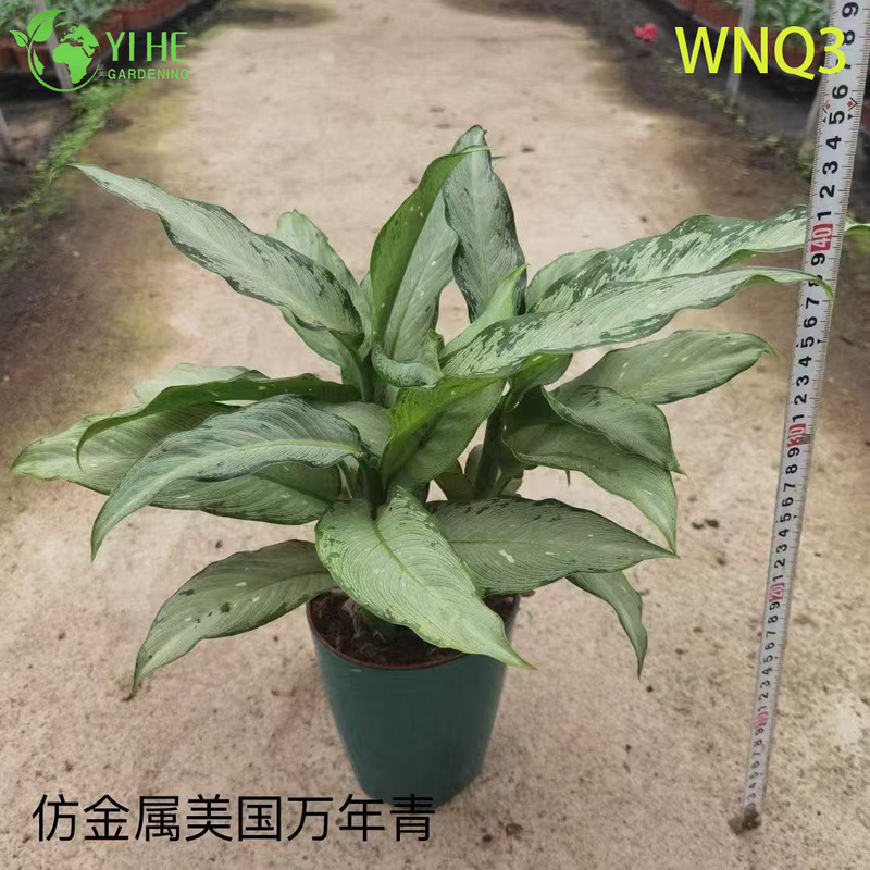 Premium Evergreen Plants for Wholesale - Indoor Outdoor Decorative Tropical Foliage