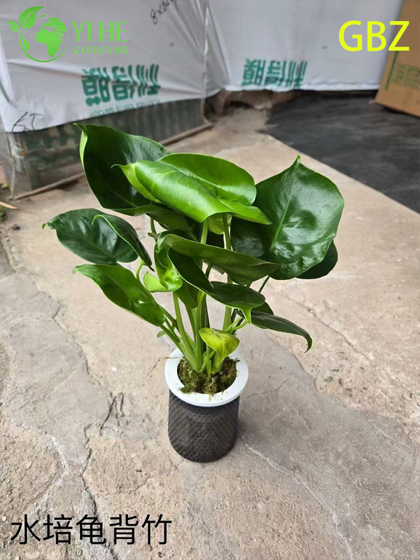 Wholesale Monstera Deliciosa Potted Plants for Indoor Large Foliage Decor