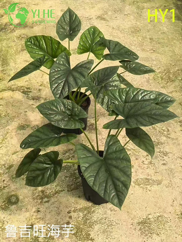 Wholesale Alocasia Potted Plants for Indoor Tropical Large Foliage Decor
