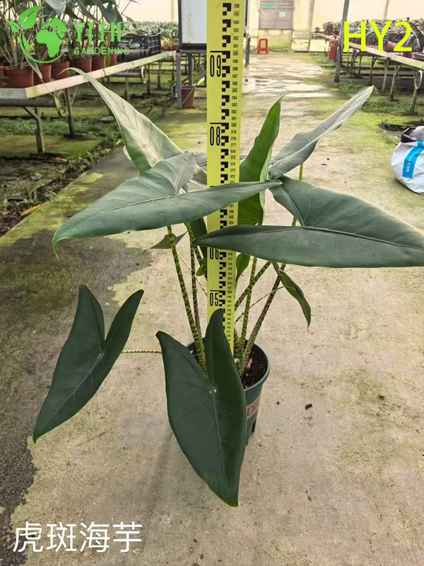 Wholesale Alocasia Plants - Large Foliage Tropical Indoor Outdoor Decor