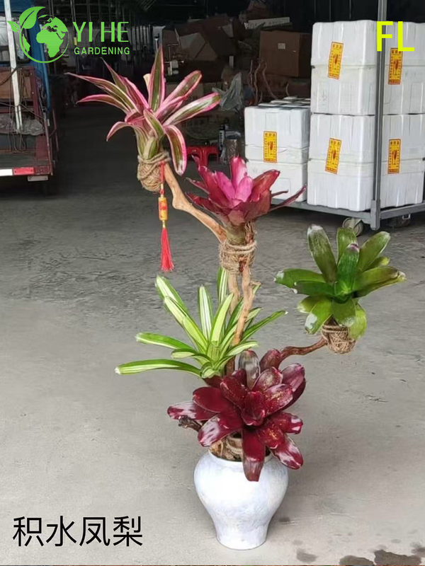 Wholesale Bromeliad Pineapple Potted Plants for Indoor Tropical Flower Decor