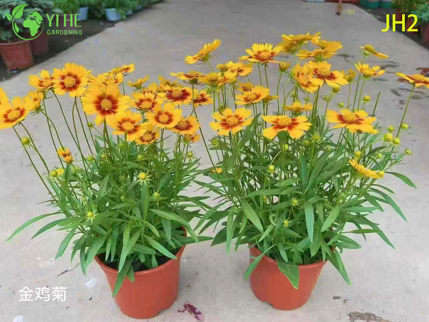 Wholesale Chrysanthemum Flowers - Colorful Fresh Cut Ornamental Potted Plants