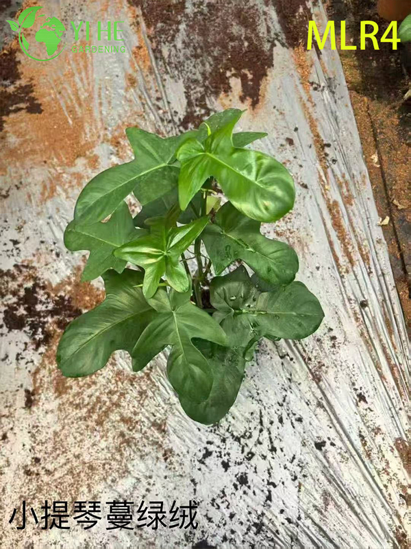 Wholesale Philodendron Plants - Indoor/Outdoor Lush Foliage Decorative Greenery