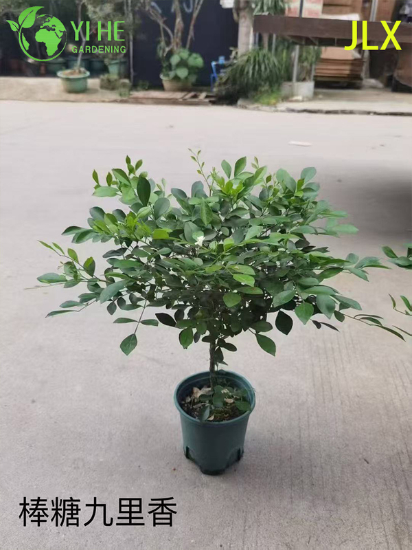 Wholesale Murraya Paniculata Potted Plants for Indoor Outdoor Fragrant Flower Decor