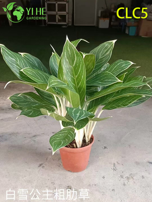 Wholesale Aglaonema Plants - Indoor Decorative Foliage with Vibrant Leaves for Home & Office