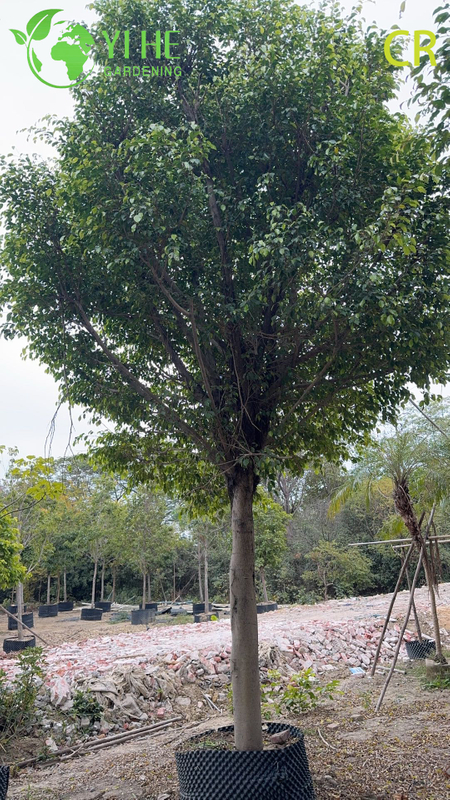 Wholesale Ficus Benjamina - Indoor/Outdoor Hanging