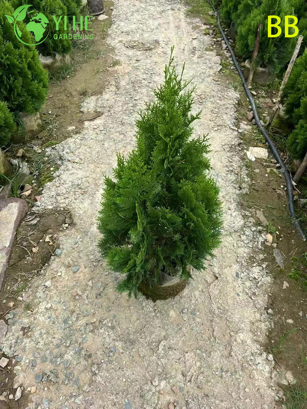 Wholesale Ornamental Evergreen Hinoki Cypress Tree for Outdoor Gardens Bonsai