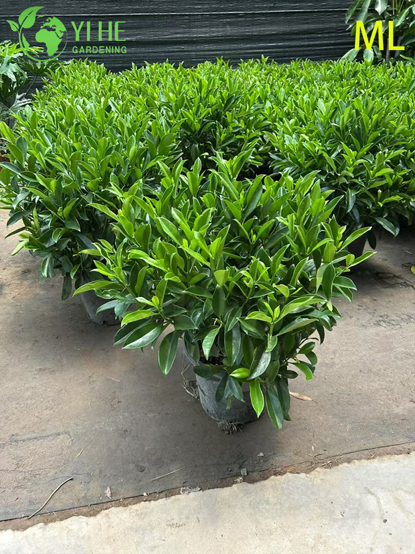 Fragrant Jasminum Sambac Bonsai for Indoor & Outdoor Decor