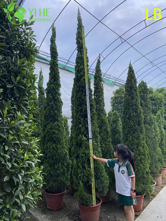 Ornamental Mature Sabina chinensis (Kaizuca) Bonsai for Garden Decoration