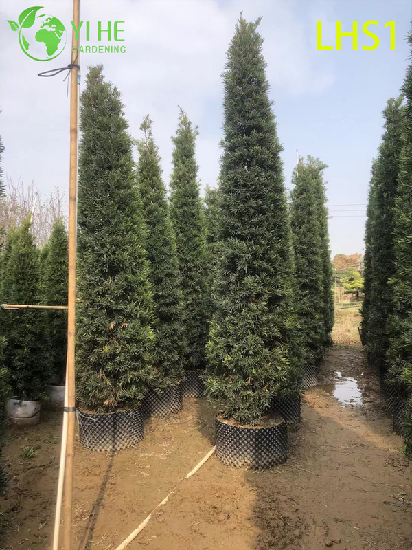 Dense - Foliage Podocarpus Macrophyllus for Garden Ornament Tree