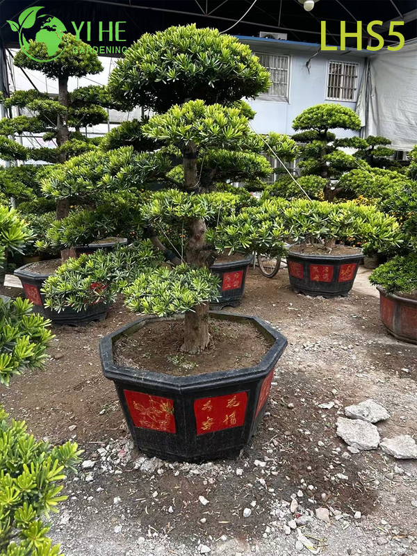 Oriental - Styled Tiered Podocarpus Bonsai for Landscape Art