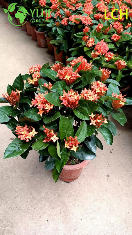 Colorful Blooming Ixora chinensis Potted Plants for Garden Decor