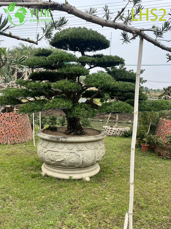 Artistically - Shaped Podocarpus Bonsai for Garden Display