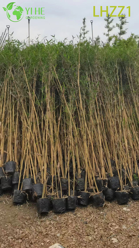 Multi - use Ornamental Bamboo for Garden Greening