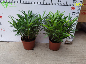 S - Shaped Podocarpus Bonsai for Artistic Garden Decor