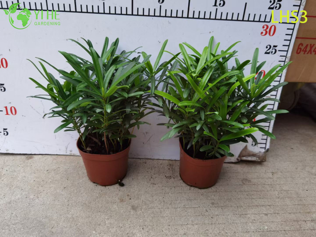 Bonsái de Podocarpus en forma de S para decoración artística de jardines