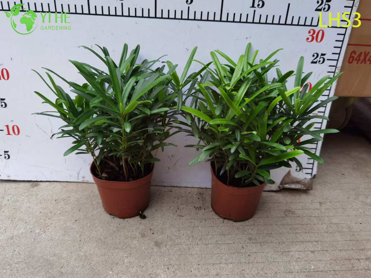 S - Shaped Podocarpus Bonsai for Artistic Garden Decor