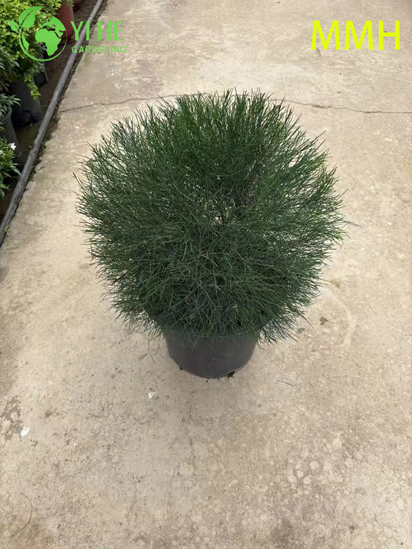 Hardy Casuarina Equisetifolia Tree for Landscape Greening