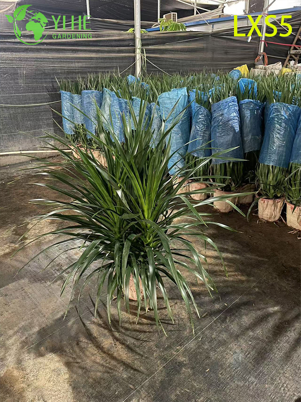 Compact Bushy Dracaena draco for Indoor Green Decor