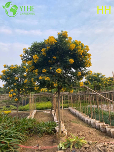 Ornamental Yellow Cassia glauca Flowering Tree