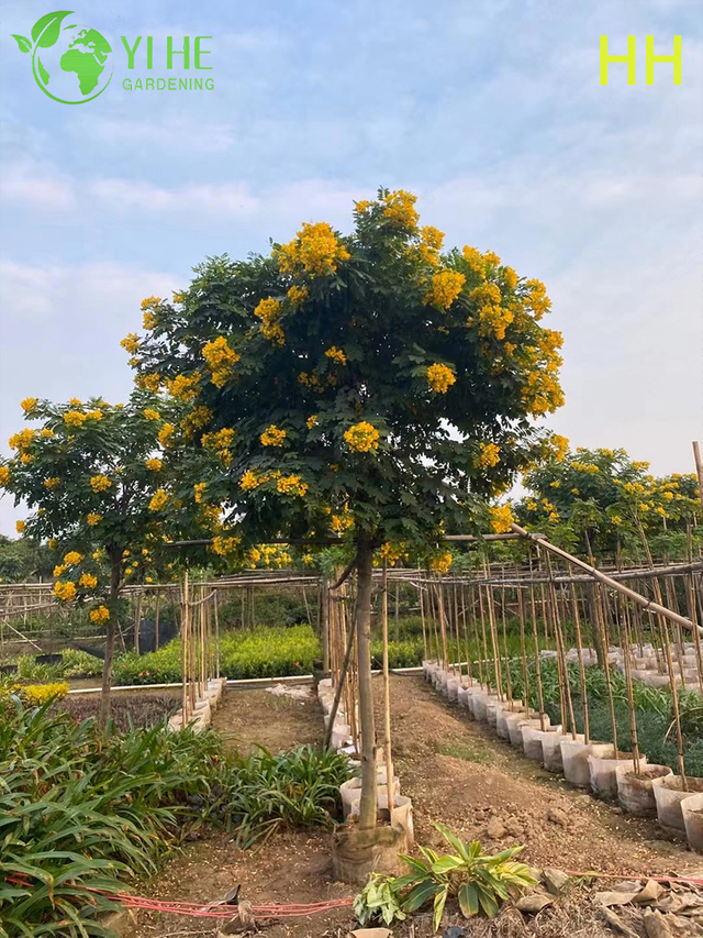 Ornamental Yellow Cassia glauca Flowering Tree
