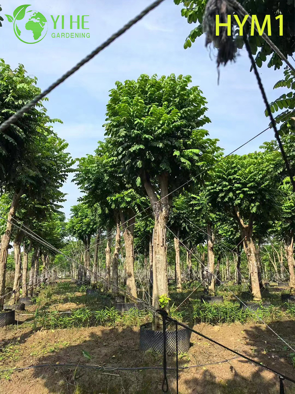 Ornamental Native Spathodea campanulata Flowering Tree