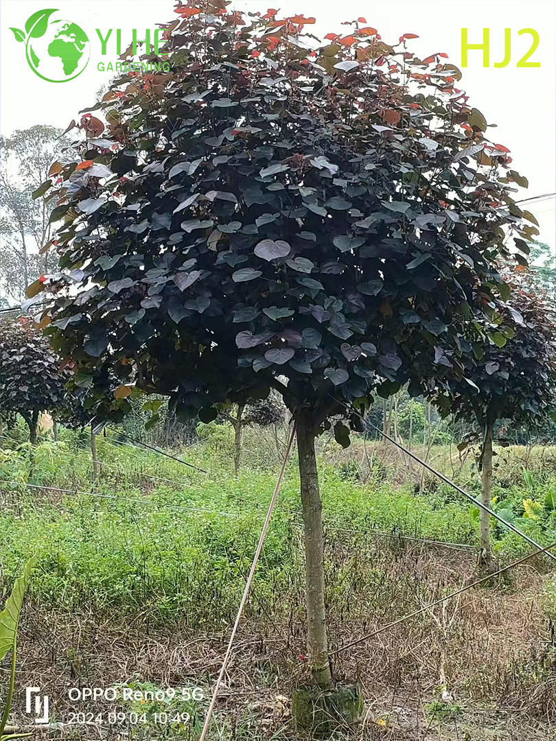 Ornamental Red - leaf Hibiscus tiliaceus rubra Tree