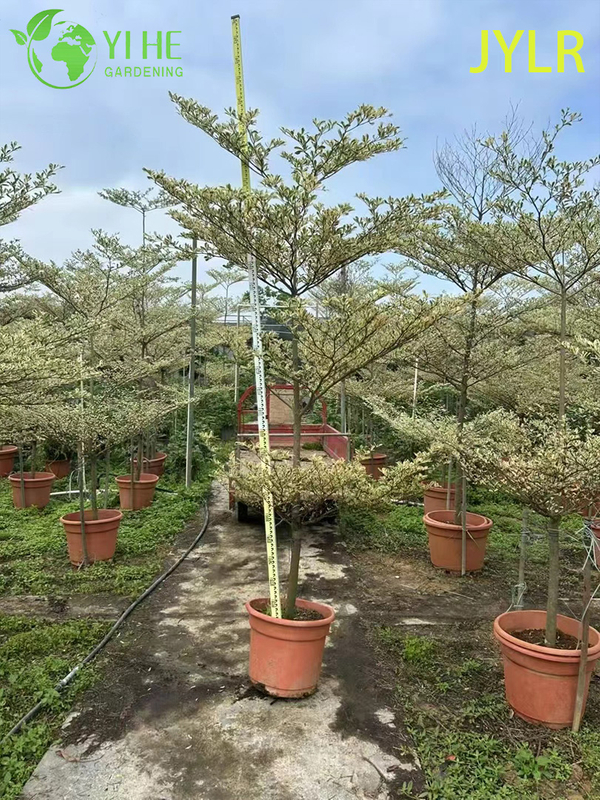 Ornamental Variegated Terminalia neotaliala Tree