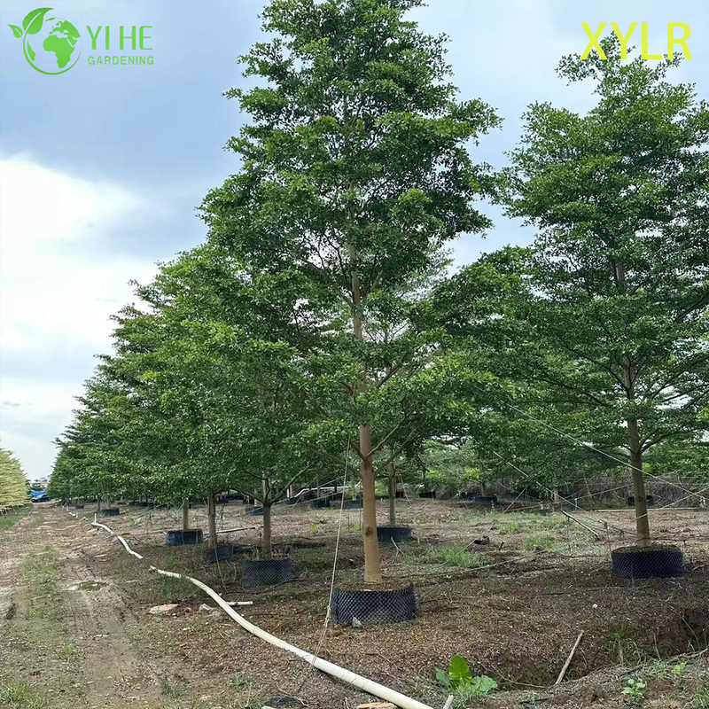 Ornamental Pyramidal Terminalia mantaly Tree