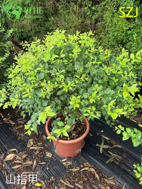 Wholesale Export Ligustrum Sinense Ornamental Evergreen Shrub Premium Quality