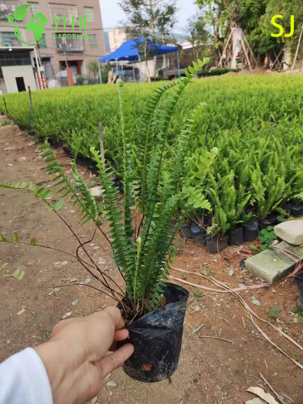 Wholesale Evergreen Ornamental Kidney Fern for Export Plant