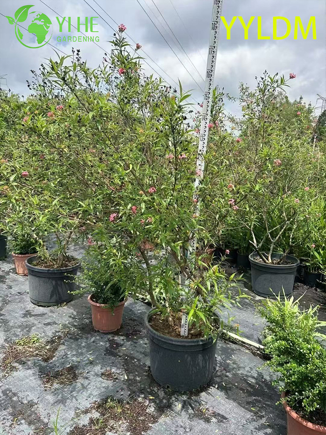 थोक निर्यात सिल्वर-लीफ रोंडेलेटिया सजावटी सदाबहार झाड़ी प्रीमियम गुणवत्ता