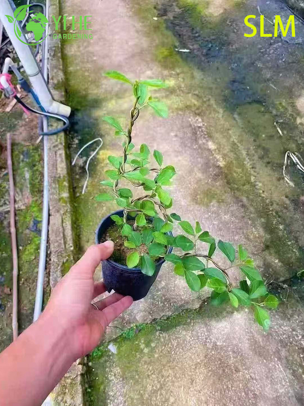 Wholesale Export Water Lotus Wood Ornamental Wetland Shrub Premium Quality